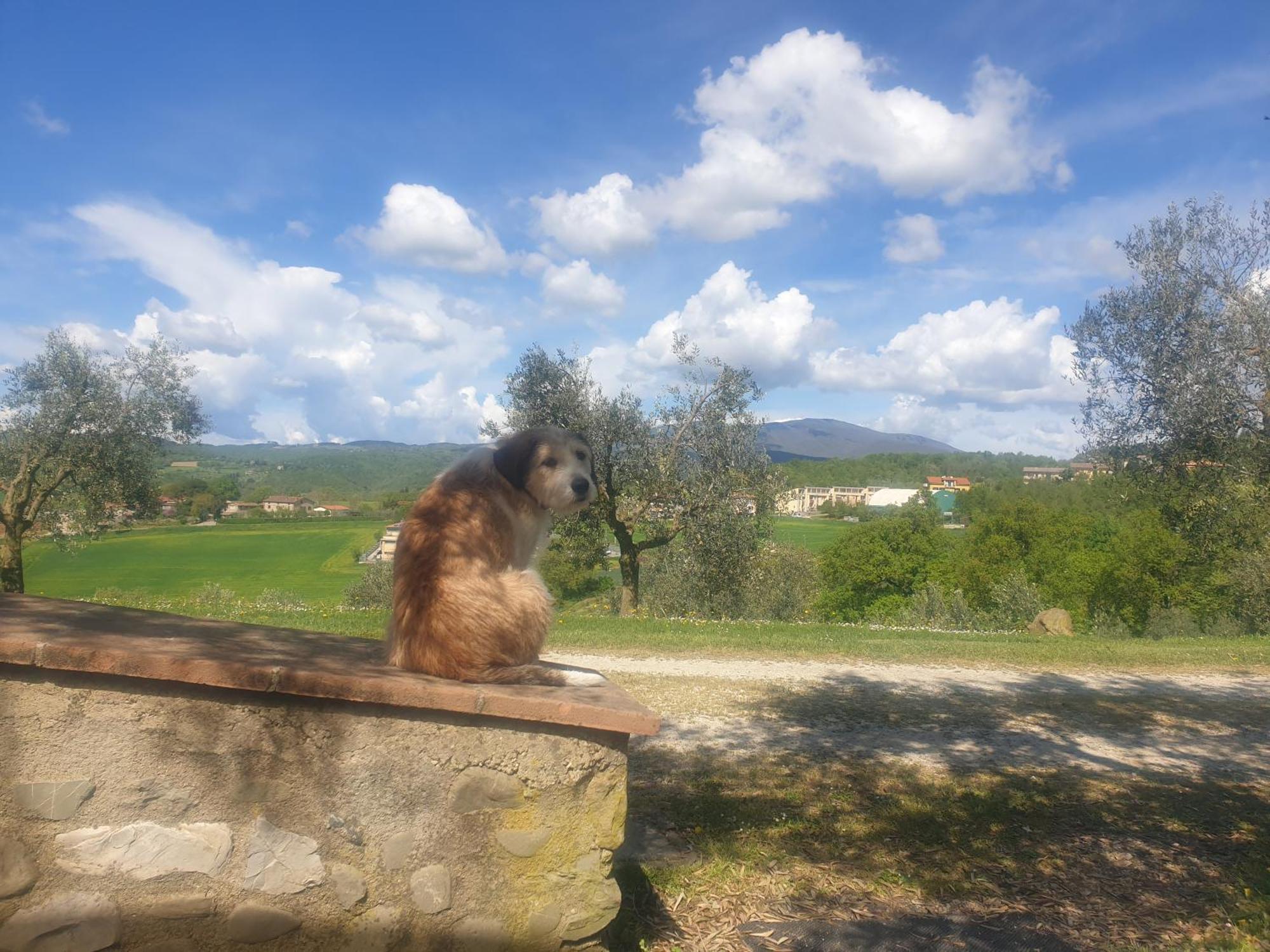 Agriturismo Val Della Pieve Anghiari Exterior foto